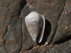 Conus sponsalis