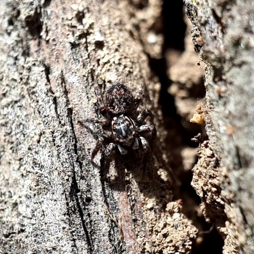 Dirty Jumping Spider