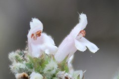 Stachys recta subcrenata