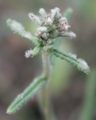 Stachys recta subcrenata