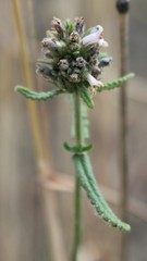 Stachys recta subcrenata