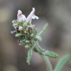 Stachys recta subcrenata
