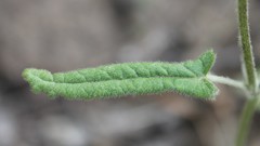 Stachys recta subcrenata