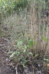 Stachys recta subcrenata