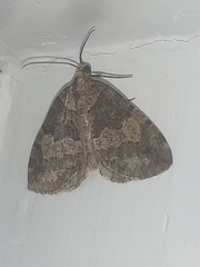 Hydriomena furcata
