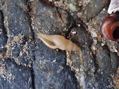 Guraleus tasmanicus