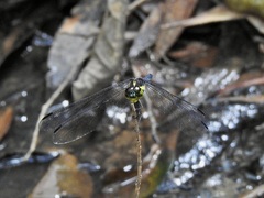 Agrionoptera longitudinalis biserialis