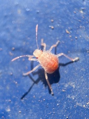 Halyomorpha halys