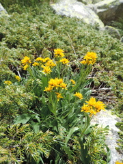 Jacobaea carniolica