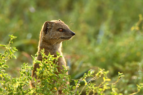 Cynictis penicillata