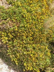 Ulex gallii