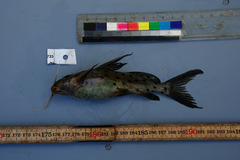 Synodontis acanthomias