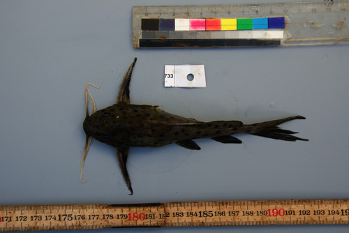 Spotted squeaker (Synodontis acanthomias) — Mochokidae — 4