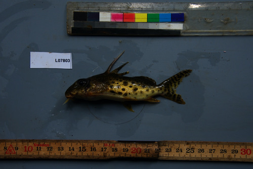 Ocellated synodontis (Synodontis nummifer) — Mochokidae — 3