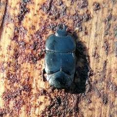 Hololepta plana