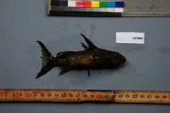 Synodontis