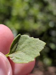 Perityle lindheimeri