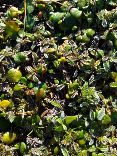 Leptinella calcarea, photograph 3