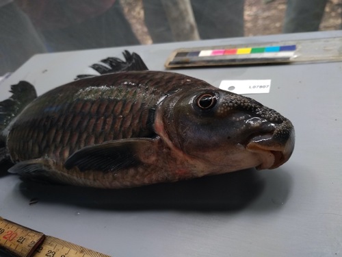 Langvin-labeo (Labeo longipinnis) — Cyprinidae — 3