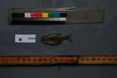 Brachypetersius altus