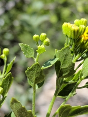 Perityle lindheimeri