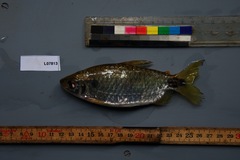 Brycinus imberi