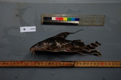 Synodontis decorus