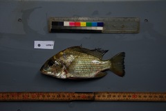 Tylochromis