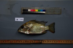 Tylochromis