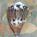 サラサミナシ
