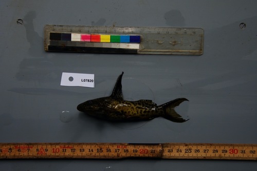 Greshoff's squeaker (Synodontis greshoffi) — Mochokidae — 4