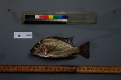 Tylochromis