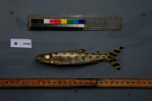 Eugnathichthys (Eugnathichthys macroterolepis) — Distichodontidae
