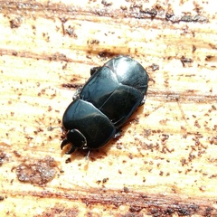 Hololepta plana