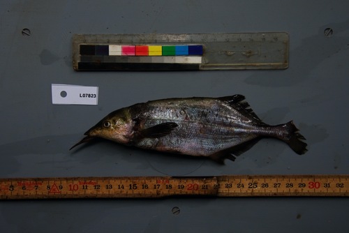Genyomyrus donnyi