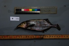 Genyomyrus donnyi