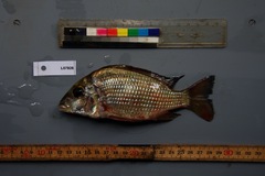 Tylochromis