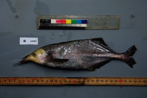 Donny's elephantfish (Genyomyrus donnyi) — Mormyridae — 3