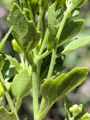 Perityle lindheimeri