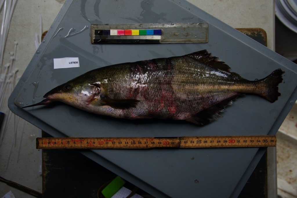 Donny's elephantfish (Genyomyrus donnyi) — Mormyridae