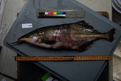 Genyomyrus donnyi