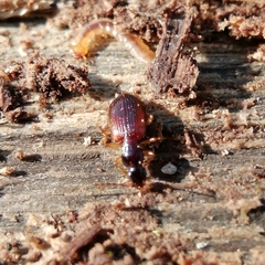 Oxypselaphus obscurus