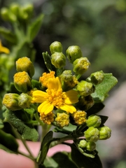 Perityle lindheimeri