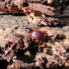 Oxypselaphus obscurus