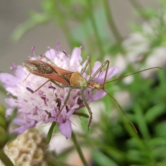 Zelus renardii