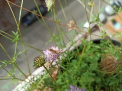 Zelus renardii