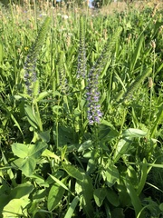 Veronica orchidea