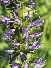 Veronica orchidea