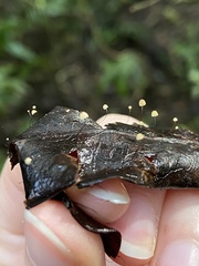 Gloiocephala