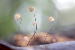 Gloiocephala